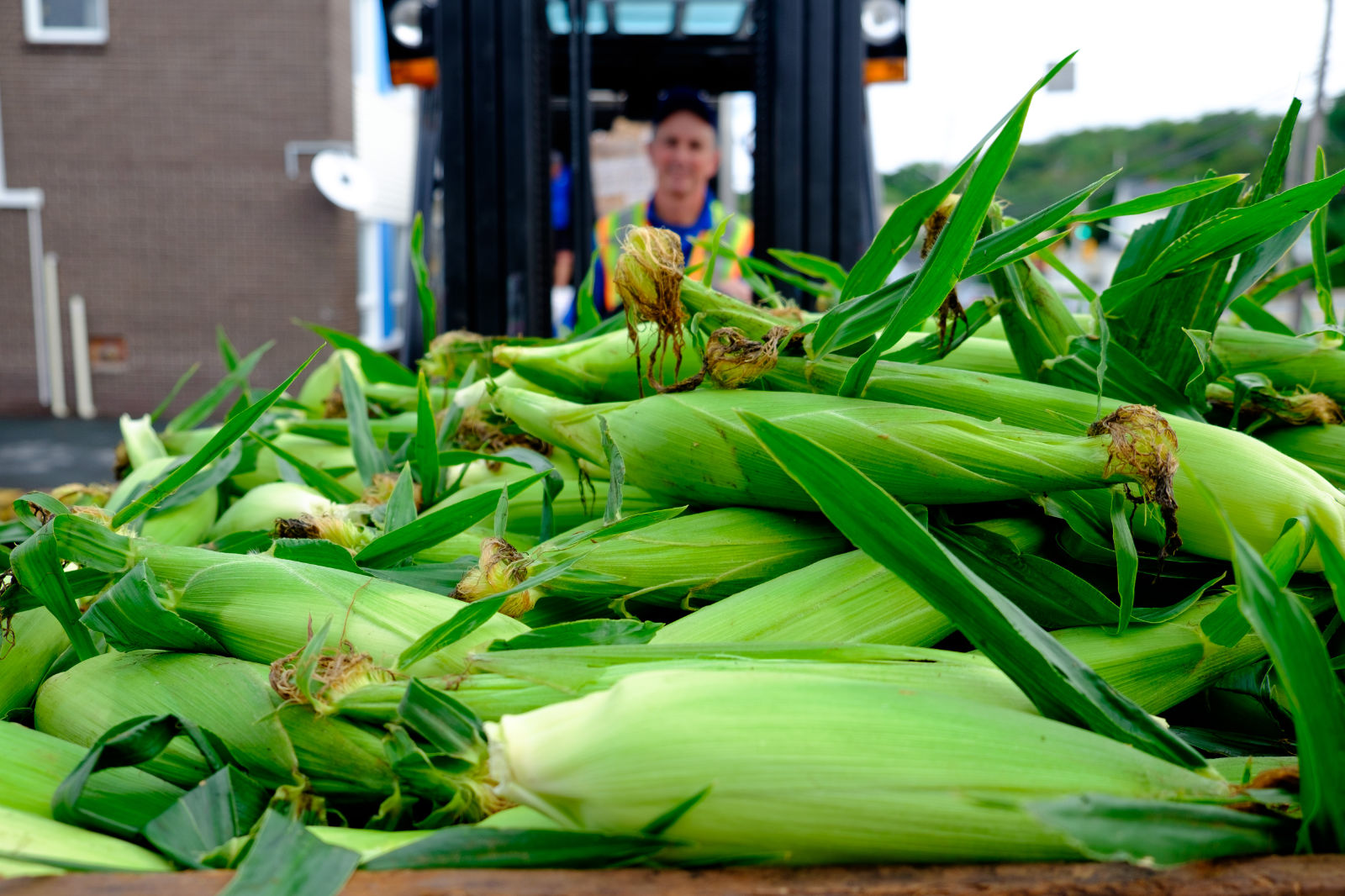 A stack of corn.